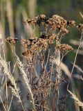 Tanacetum vulgare. Верхушка высохшего плодоносящего растения. Ленинградская область, Всеволожский район, окрестности посёлка Мурино, железнодорожная станция Девяткино. 10.10.2009.