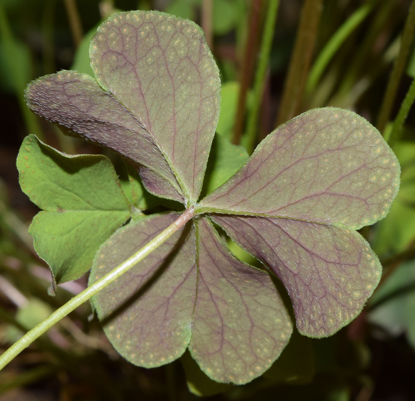 Изображение особи Oxalis articulata.