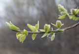 Salix borealis. Ветвь с разворачивающимися листьями и расцветающими мужскими соцветиями. Мурманская обл., окр. пос. Росляково, обочина грунтовой дороги. 12.06.2017.