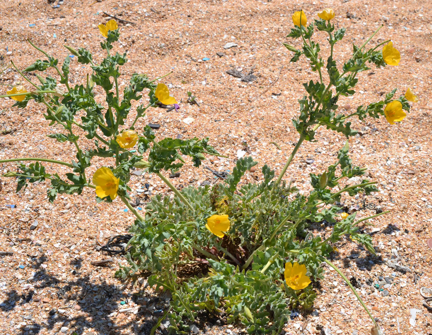 Изображение особи Glaucium flavum.