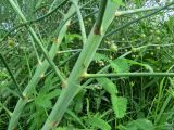 Asparagus officinalis