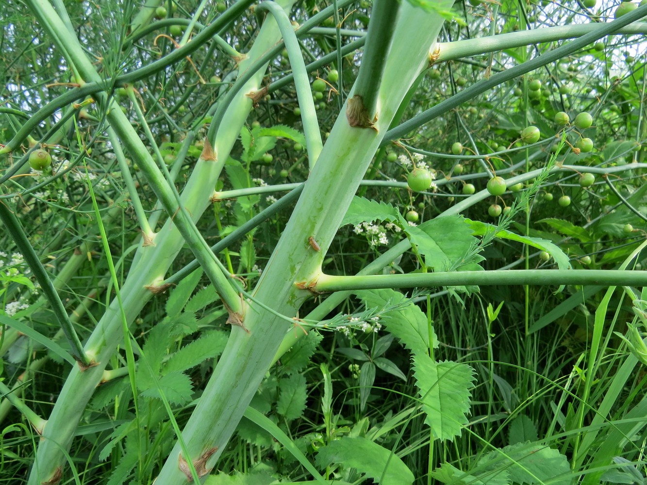 Изображение особи Asparagus officinalis.