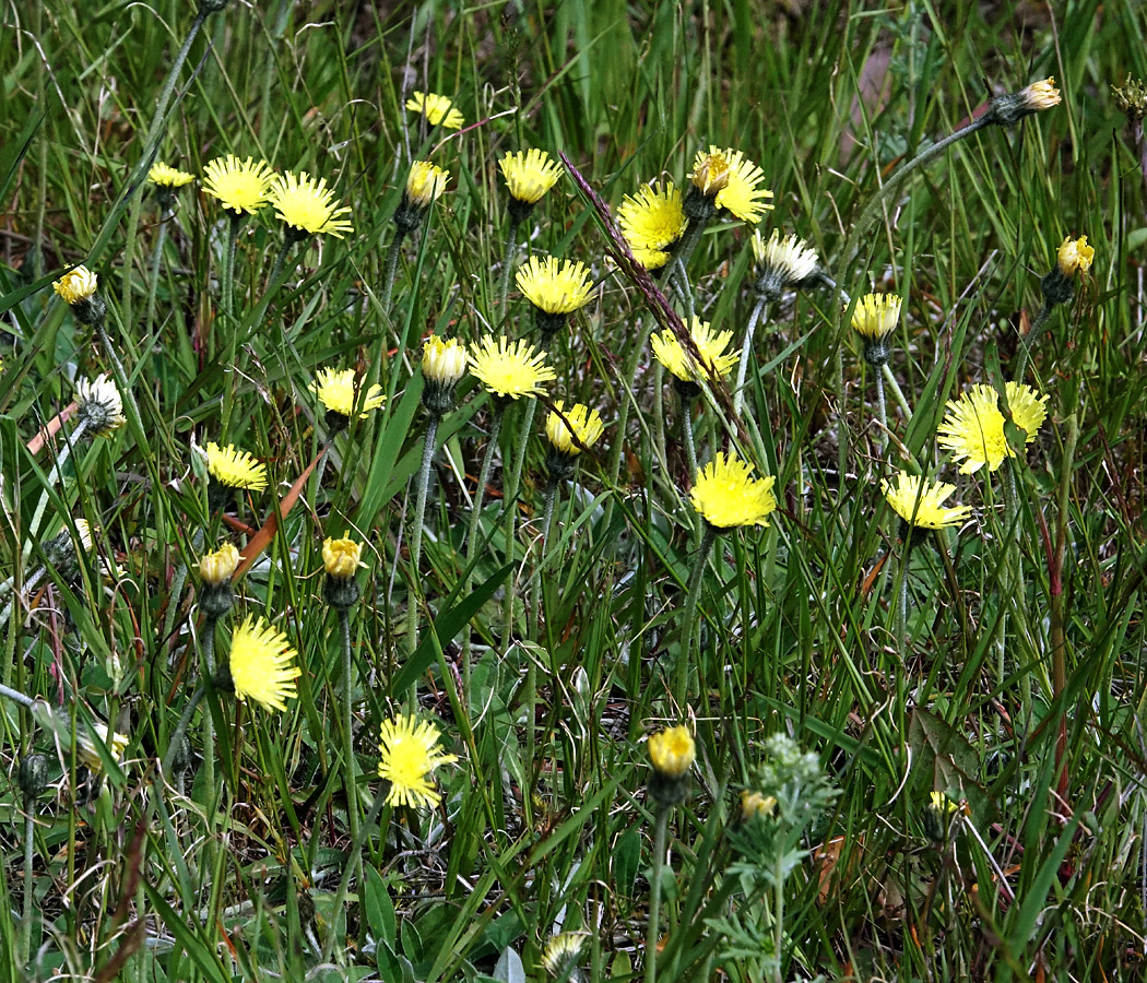 Изображение особи Pilosella officinarum.