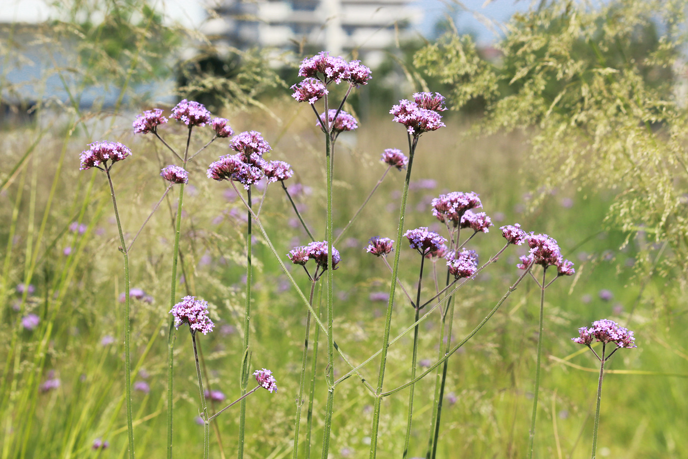 Изображение особи Verbena bonariensis.