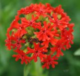 Lychnis chalcedonica. Соцветие. Московская обл., Истринский р-н, с. Павловская Слобода, в культуре. 24.06.2007.