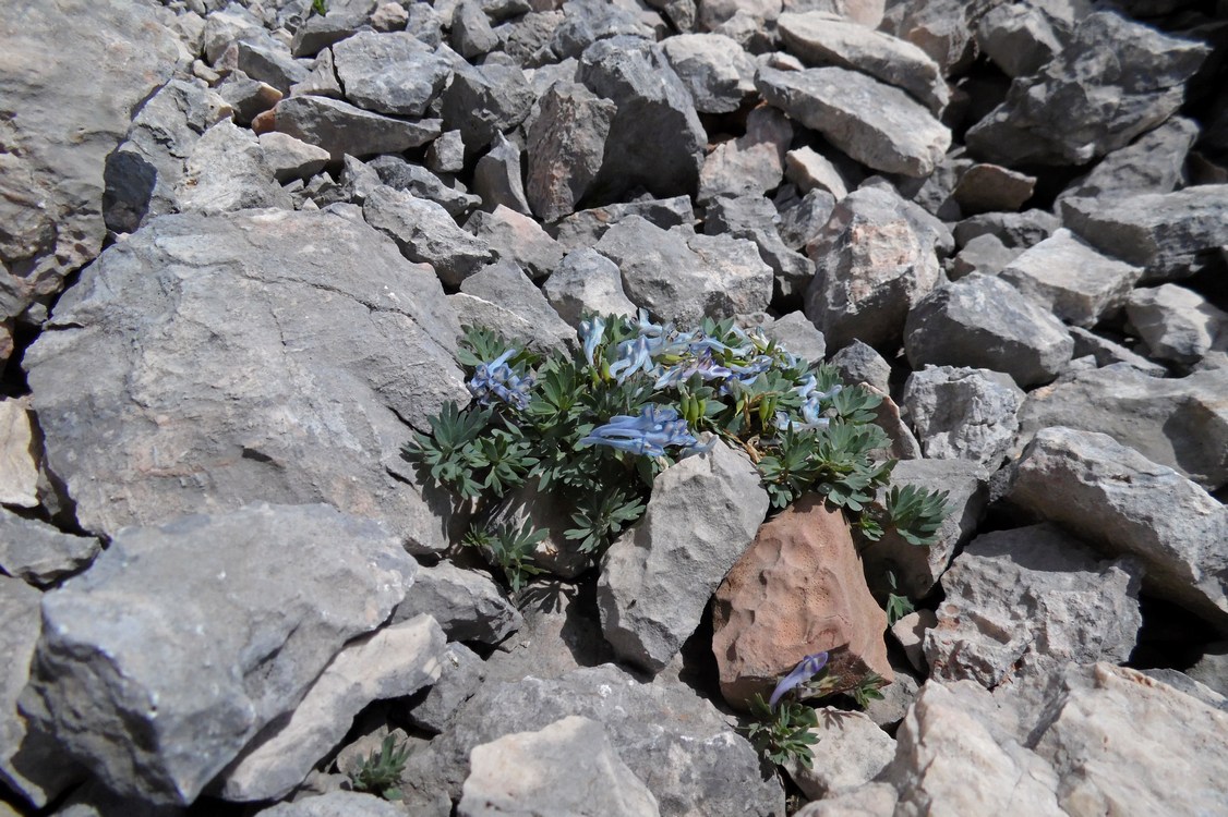 Image of Corydalis alpestris specimen.