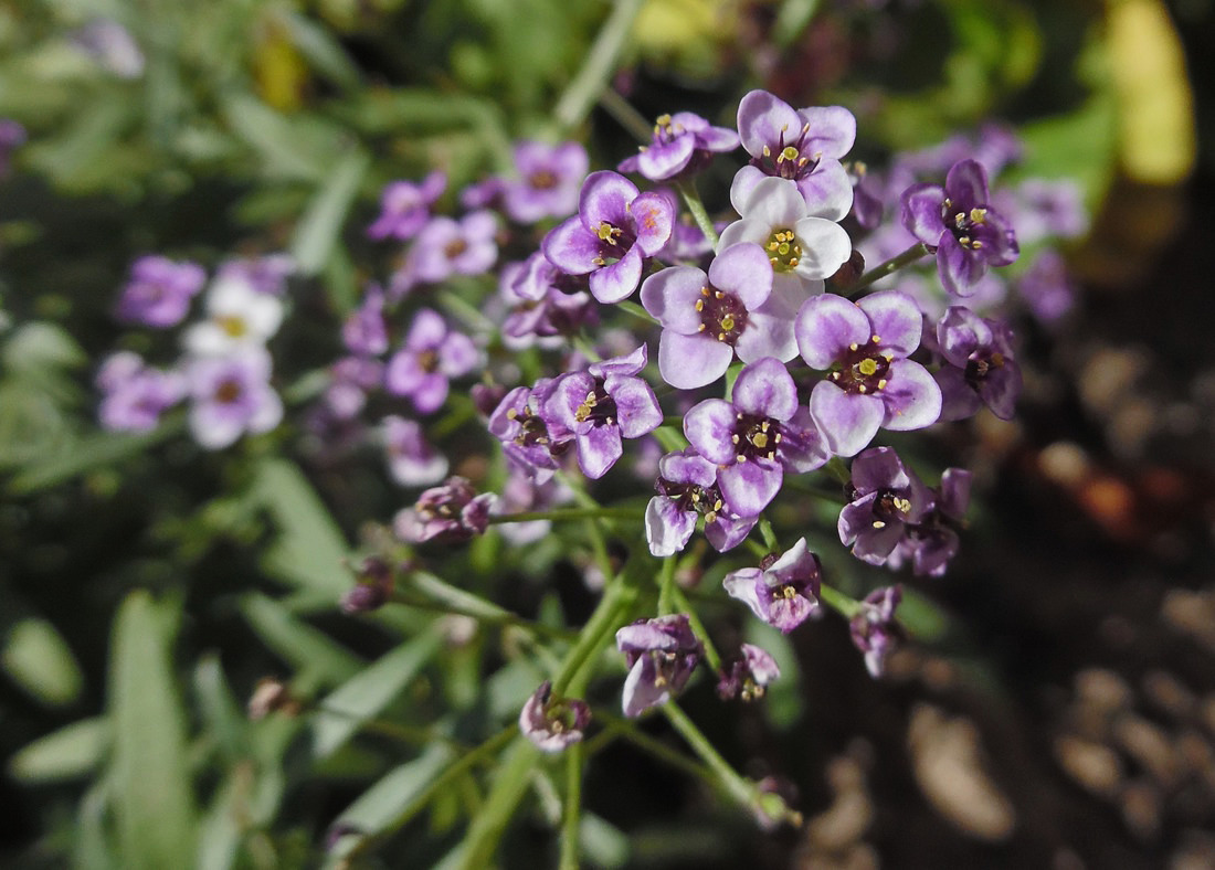 Изображение особи Lobularia maritima.