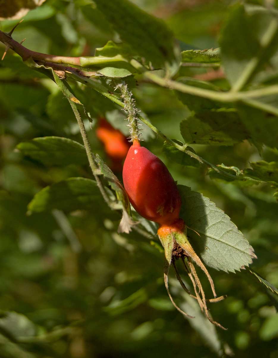 Image of Rosa viarum specimen.