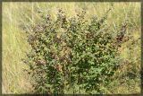 Cotoneaster melanocarpus