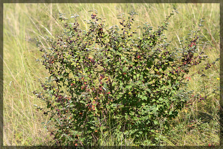 Image of Cotoneaster melanocarpus specimen.