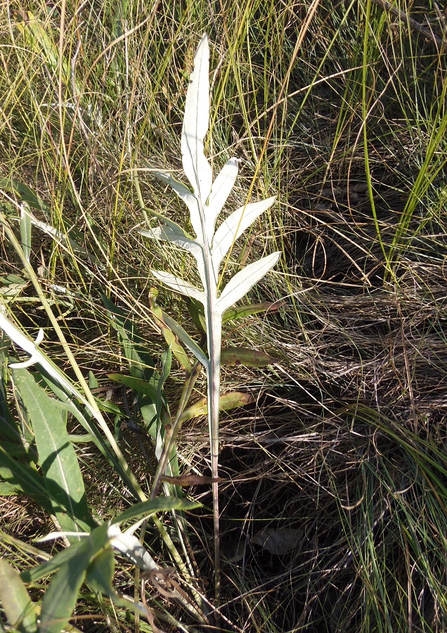 Изображение особи Jurinea pseudocyanoides.