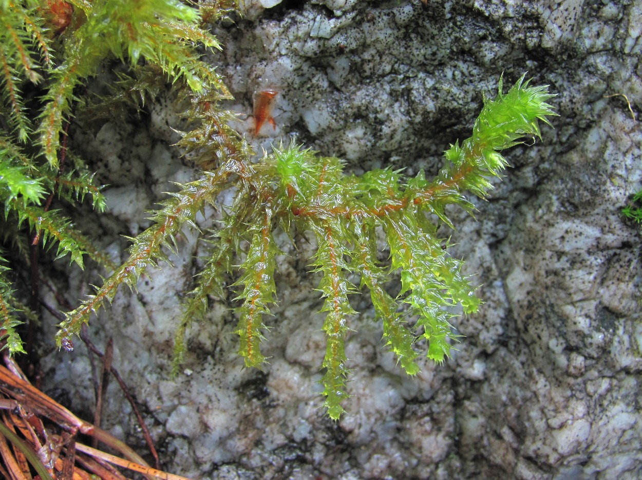 Изображение особи Rhytidiadelphus triquetrus.