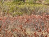 Chamaedaphne calyculata
