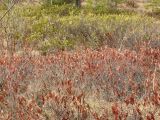 Chamaedaphne calyculata. Заросли. На переднем плане - растения с красноватыми листьями, на заднем - с зелёными. Окрестности Архангельска, болото. 1 мая 2010 г.