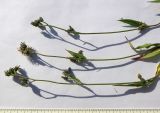 Hieracium &times; biebersteinii