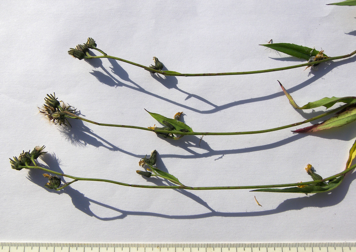 Image of Hieracium × biebersteinii specimen.