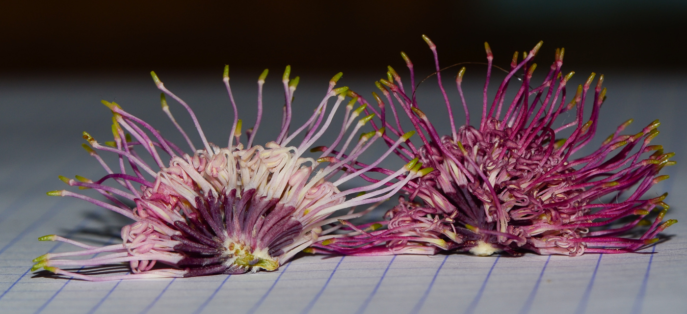 Изображение особи Hakea scoparia.
