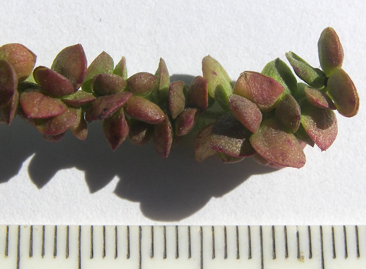 Image of Atriplex micrantha specimen.