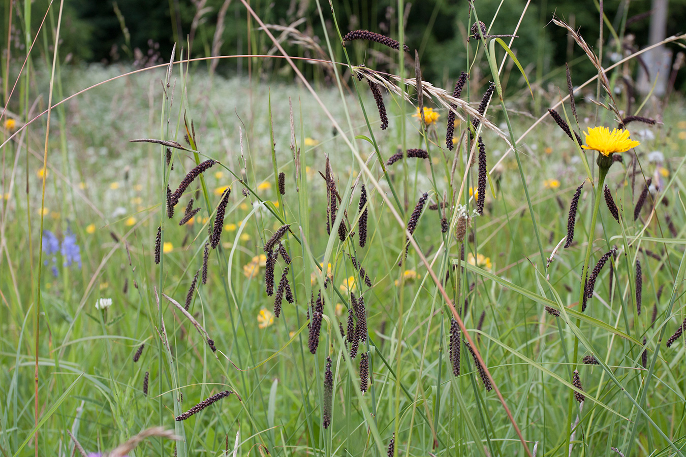 Image of Carex flacca specimen.