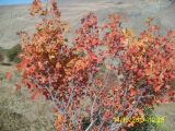 Acer ibericum