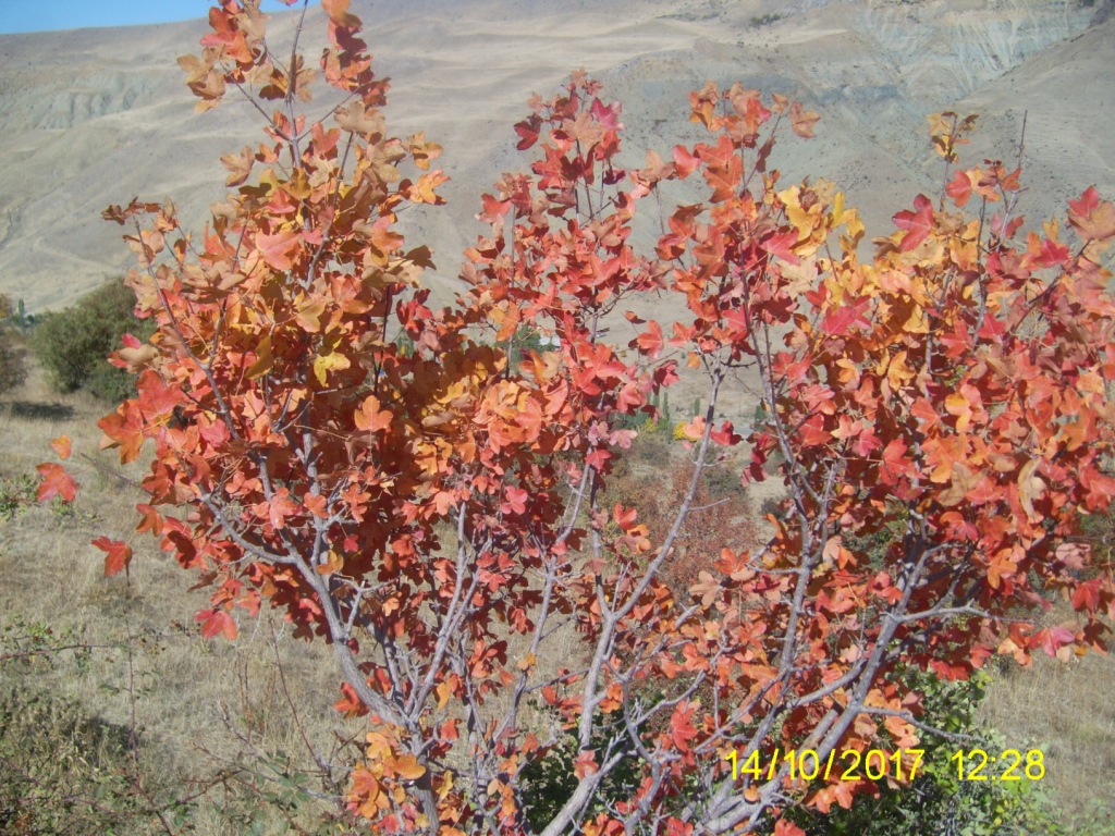 Image of Acer ibericum specimen.