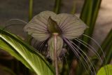 Tacca chantrieri