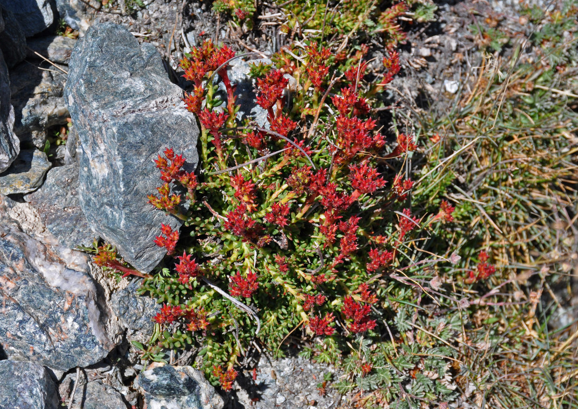 Изображение особи Rhodiola gelida.