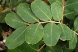 Ceratonia siliqua