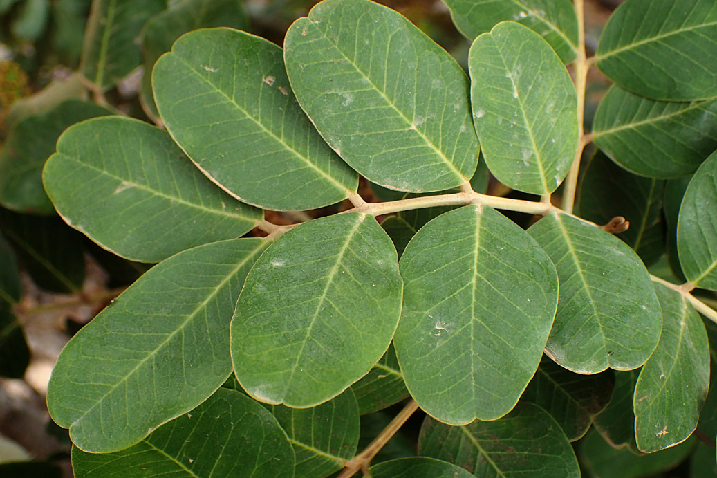 Image of Ceratonia siliqua specimen.