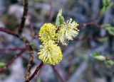 род Salix. Побег с мужскими соцветиями. Якутия, Нерюнгринский р-н, окр. перевала Тит, кустарник между дорогой и ЛЭП. 22.06.2016.