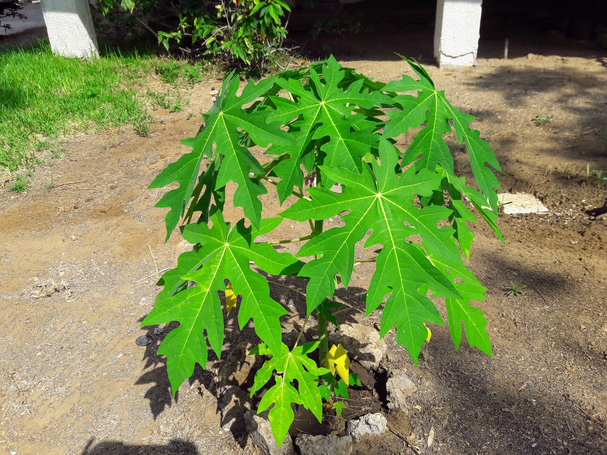 Image of Carica papaya specimen.