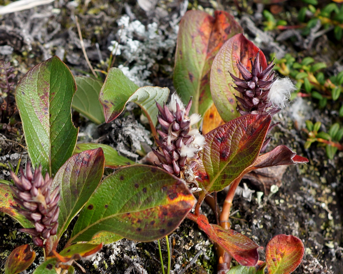 Image of genus Salix specimen.