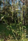 Achillea millefolium. Цветущее растение. Псковская обл., ок. 1 км к ю.-з. от дер. Лудони у Федеральной трассы М20, елово-сосновый лес, оборудованная для отдыха поляна. 09.08.2017.