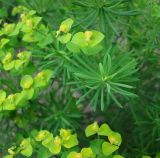 Euphorbia cyparissias