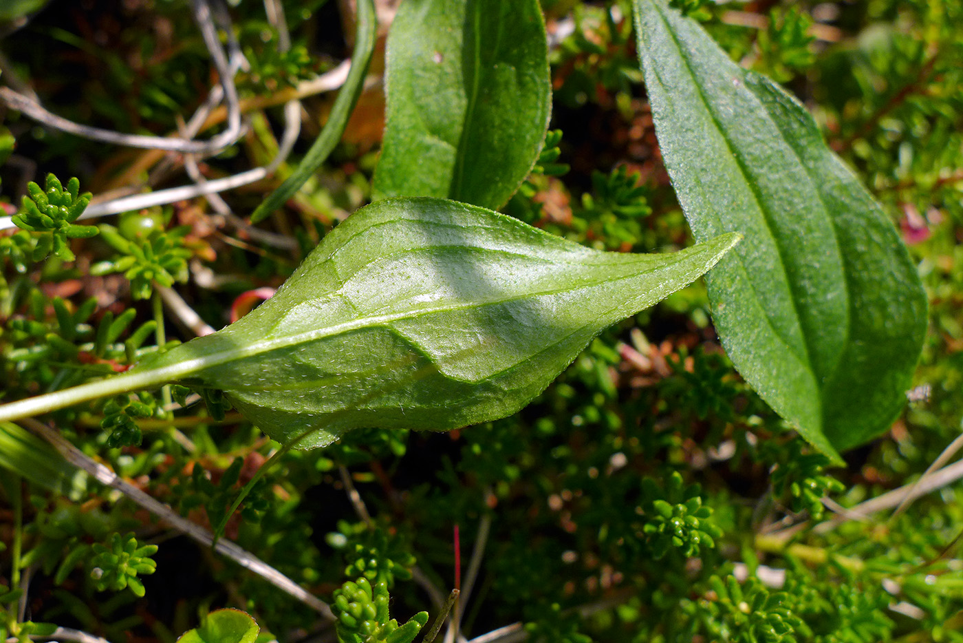 Изображение особи Mertensia pubescens.
