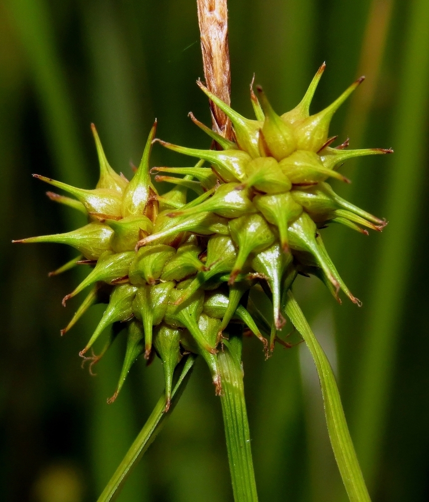 Изображение особи Carex flava.