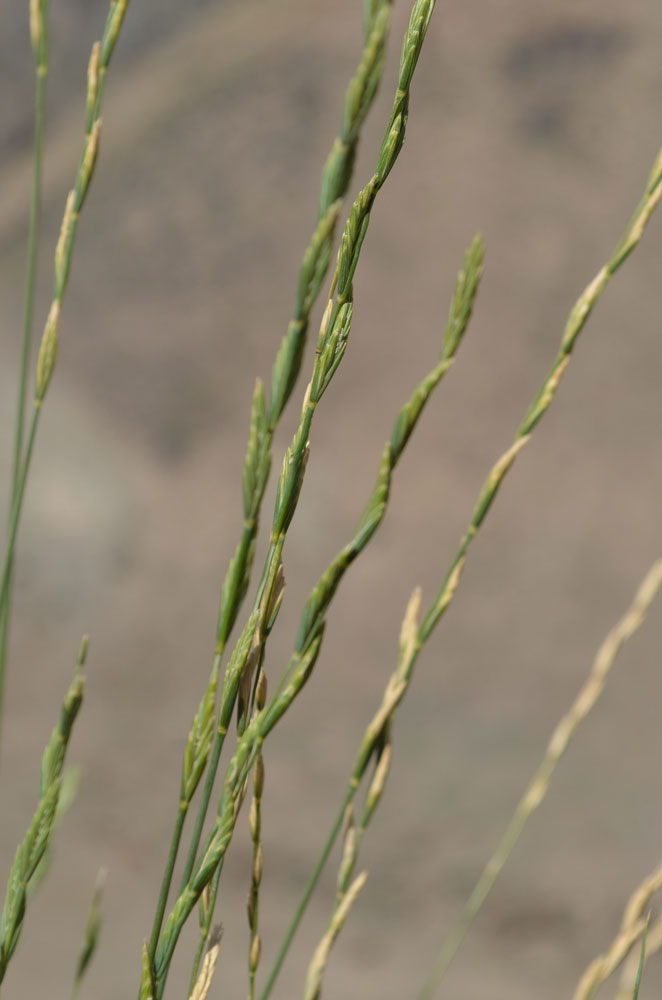 Изображение особи Elytrigia cognata.