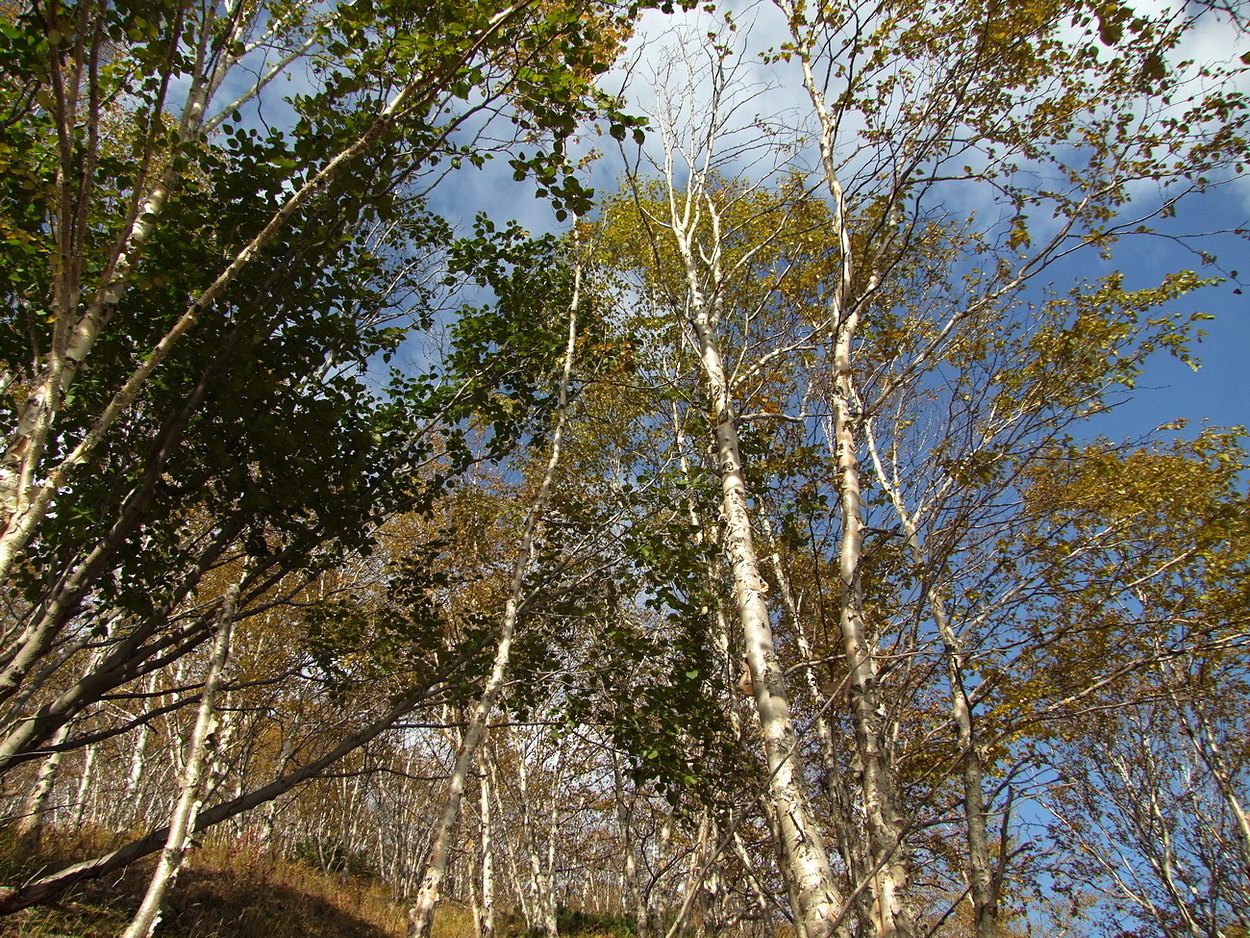 Изображение особи Betula lanata.