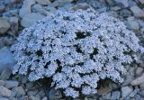 Iberis simplex
