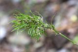 Poa bulbosa subspecies vivipara. Верхушка побега с соцветием. Грузия, г. Тбилиси, Центральный ботанический сад АН Грузии, обочина дорожки с щебенистым грунтом. 15.05.2017.