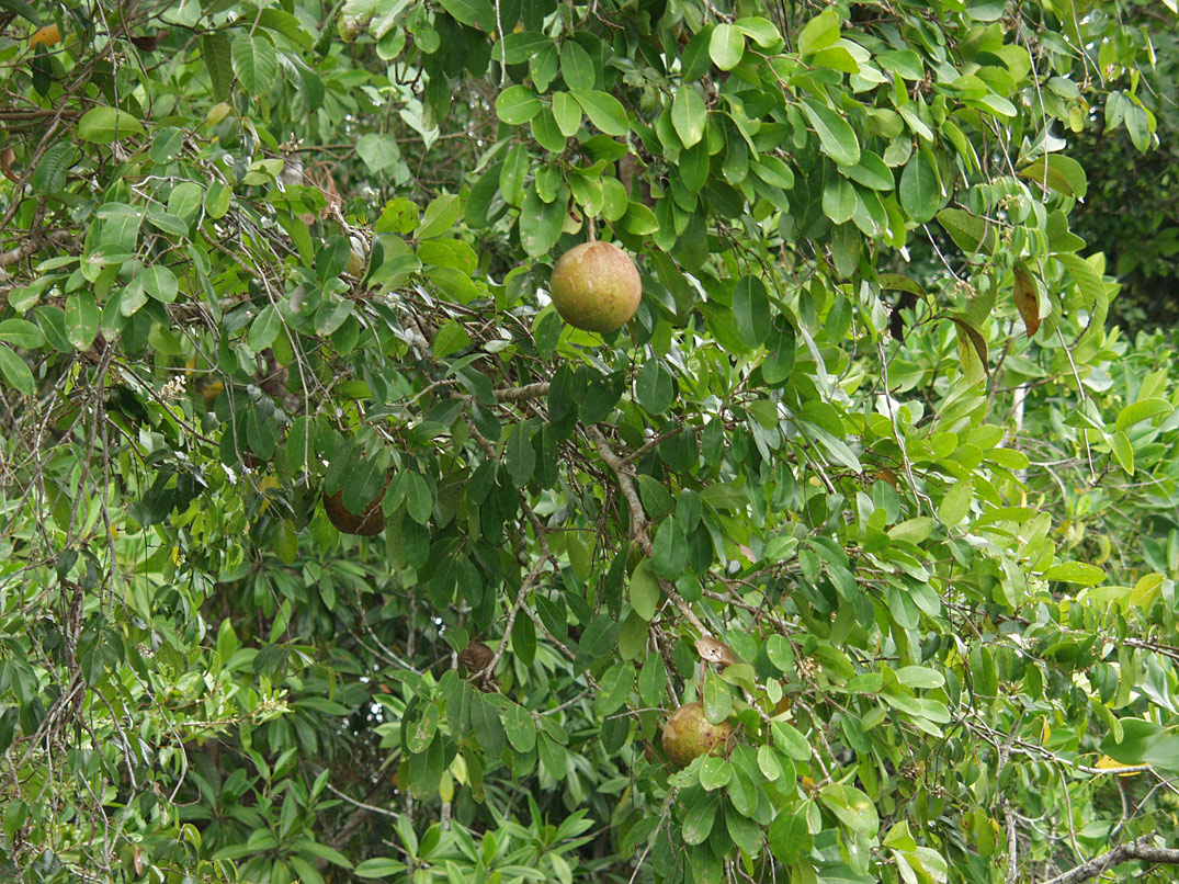 Image of Xylocarpus granatum specimen.