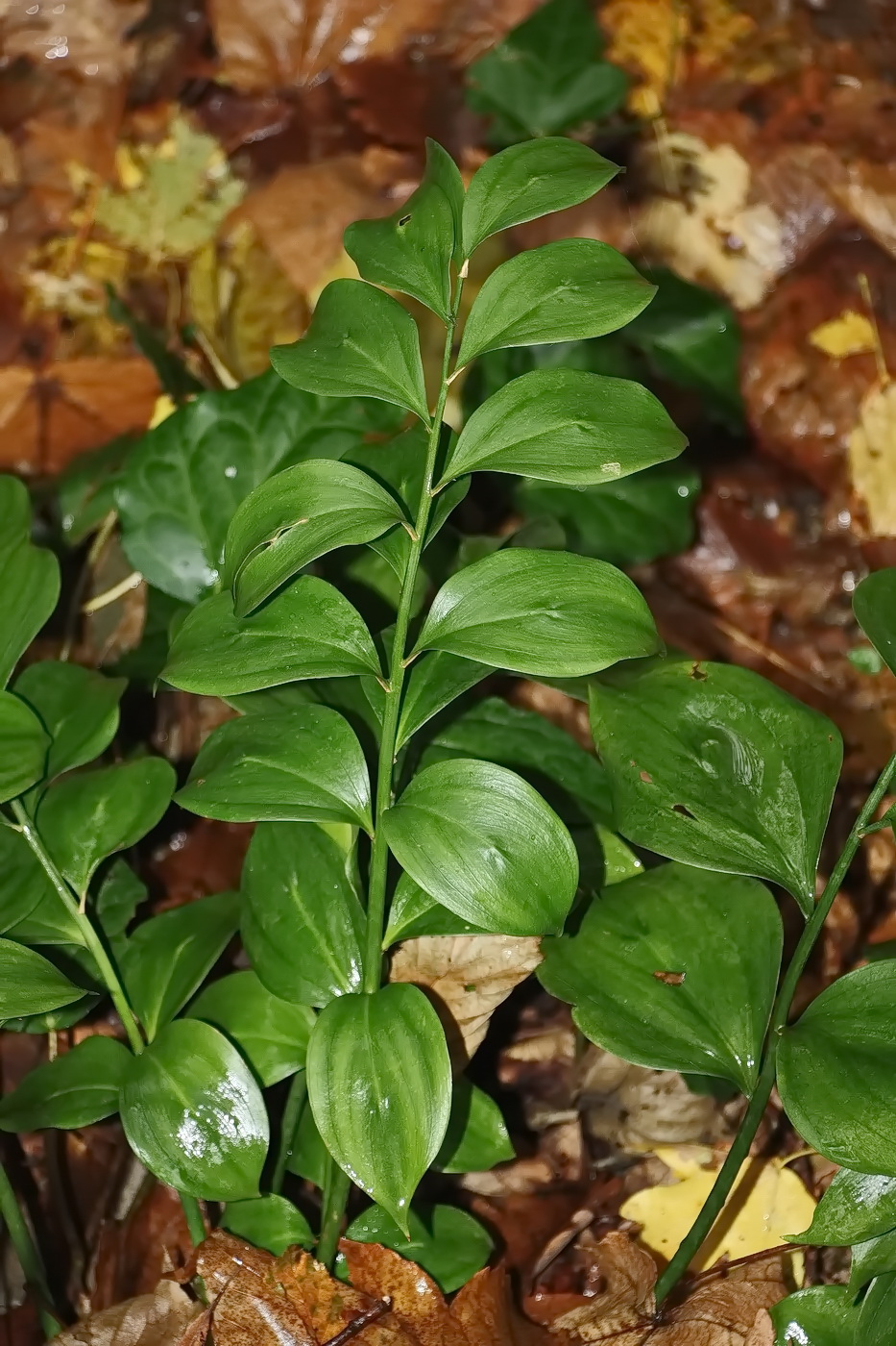 Image of Ruscus colchicus specimen.