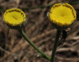 Tanacetum sclerophyllum