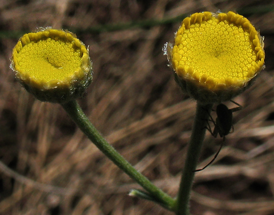 Изображение особи Tanacetum sclerophyllum.