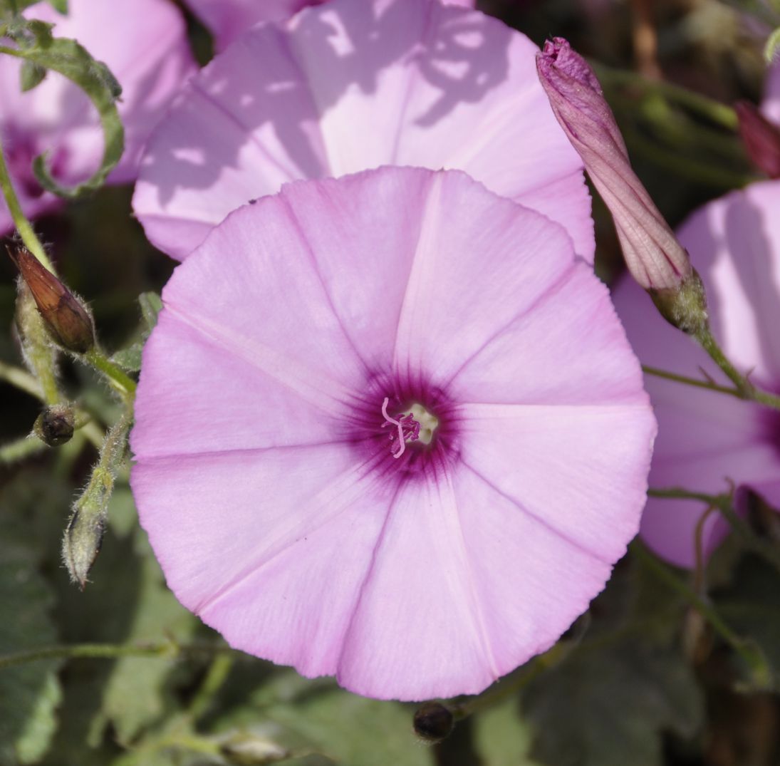 Image of Convolvulus althaeoides specimen.