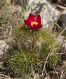 Paeonia tenuifolia. Цветущее растение. Крым, Ай-Петринская яйла, окр. скалы Биюк-Исар. Начало мая 2010 г.