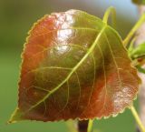 Populus deltoides