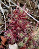 Saxifraga bronchialis