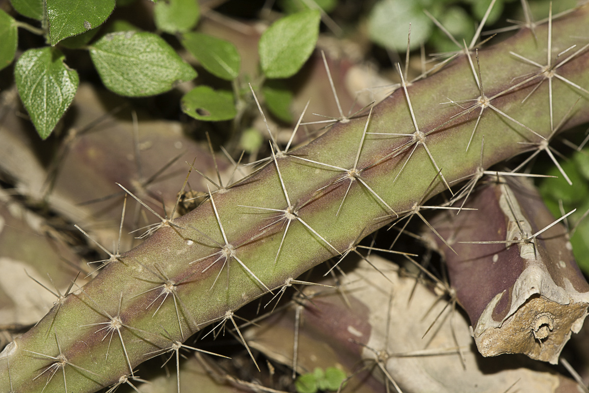 Image of Selenicereus grandiflorus specimen.