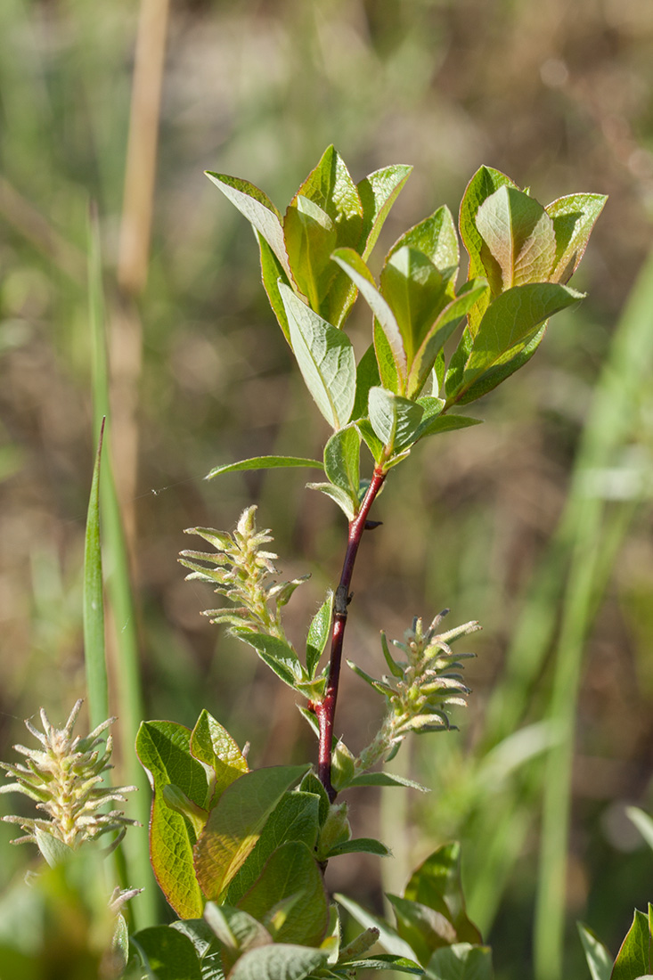 Изображение особи Salix starkeana.